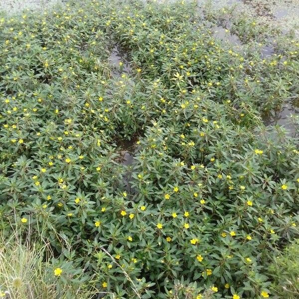 Ludwigia grandiflora Celota