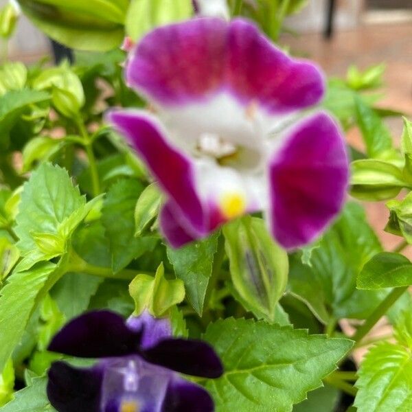 Torenia fournieri Flor