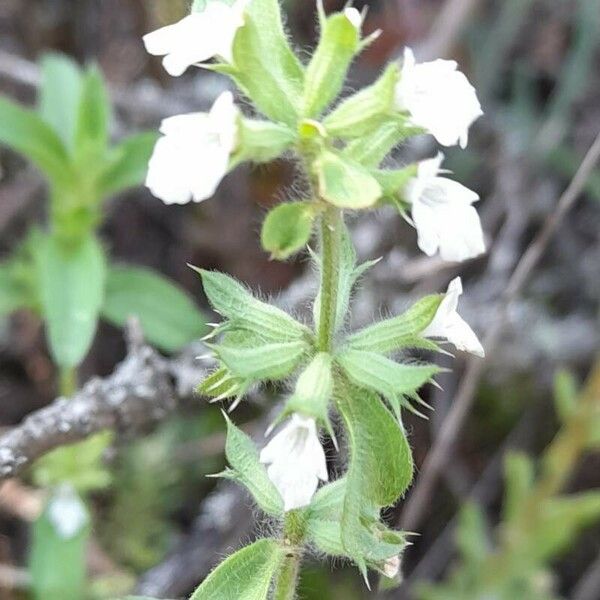 Sideritis romana Кветка