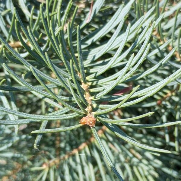 Abies concolor برگ