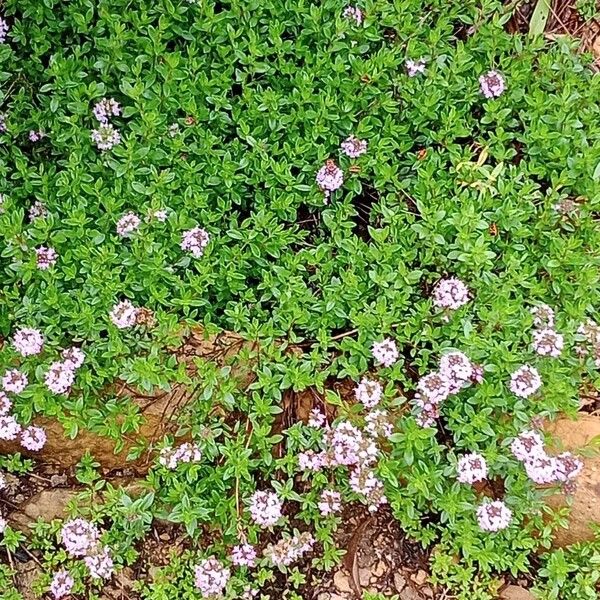 Thymus longicaulis অভ্যাস