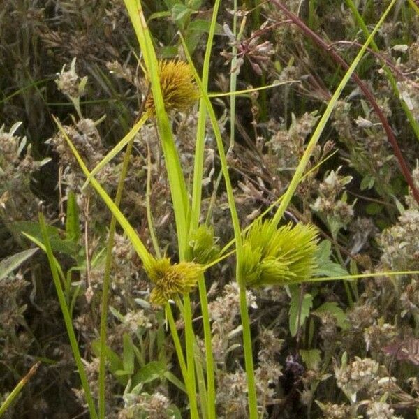 Carex bohemica Flower