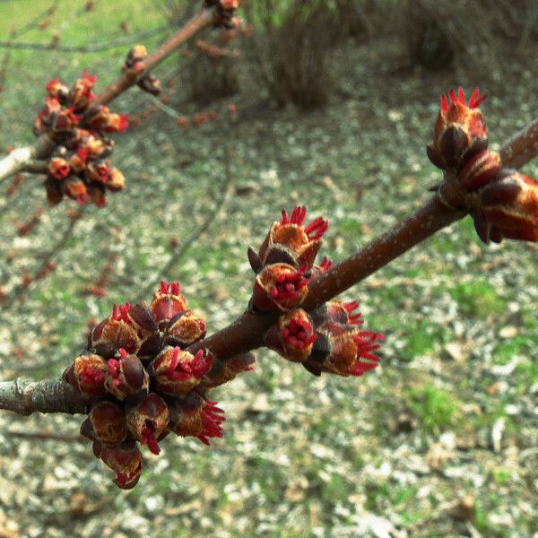 Acer saccharinum Λουλούδι