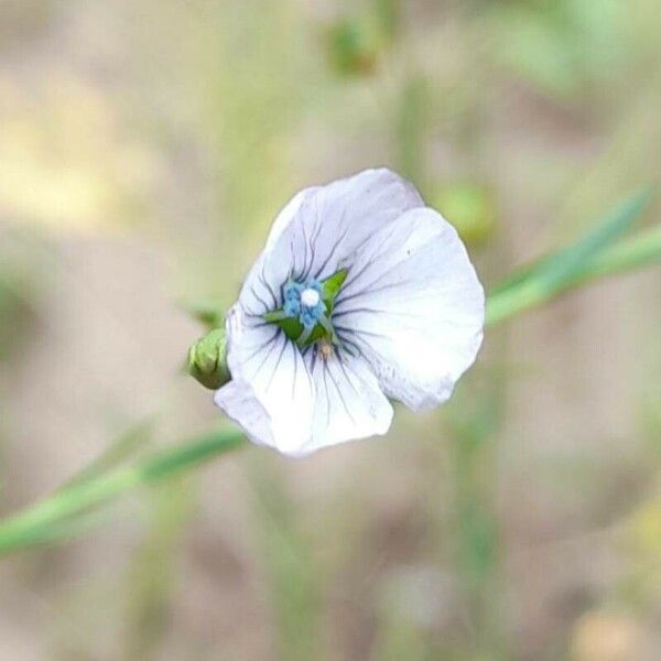 Linum bienne Λουλούδι