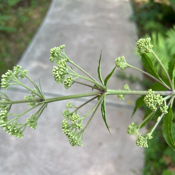 Eutrochium fistulosum Flor