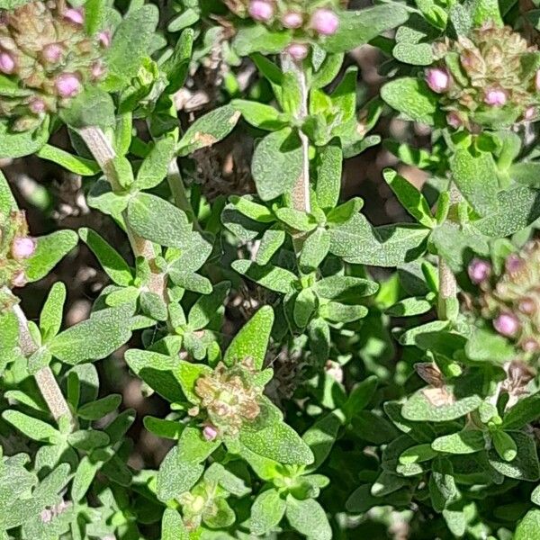 Thymus vulgaris Levél