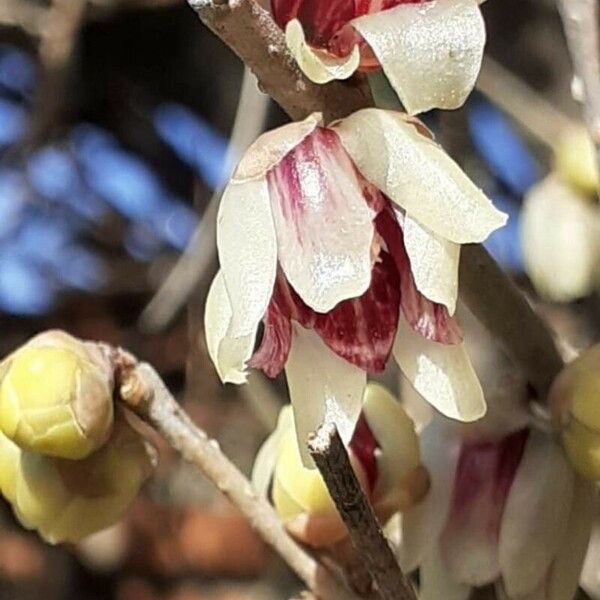 Chimonanthus praecox 花