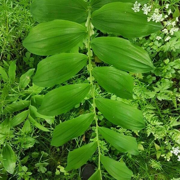 Polygonatum multiflorum Leaf