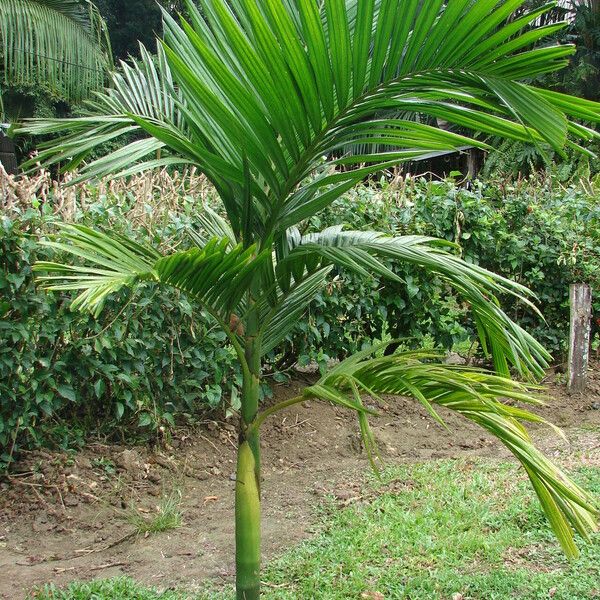 Areca catechu Ліст