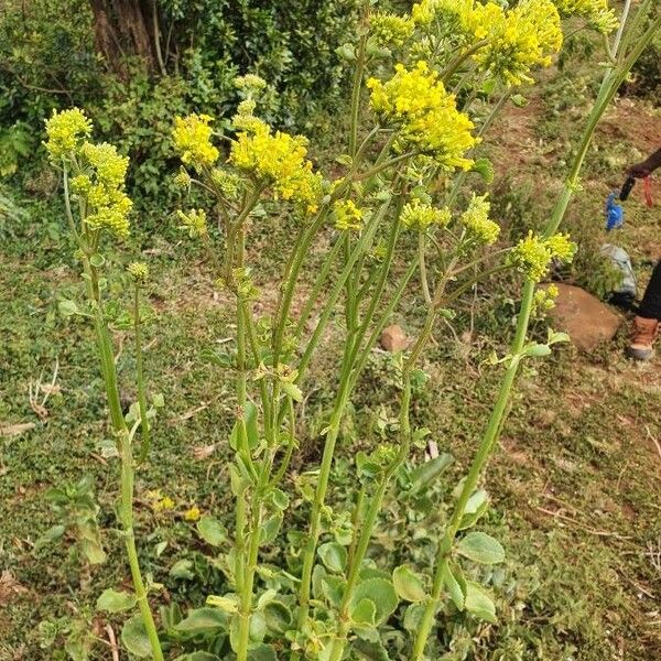 Kalanchoe densiflora Hàbitat