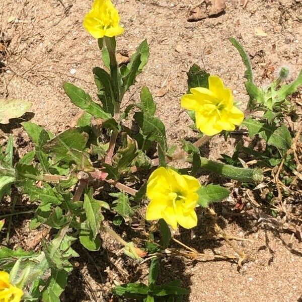 Oenothera laciniata 花