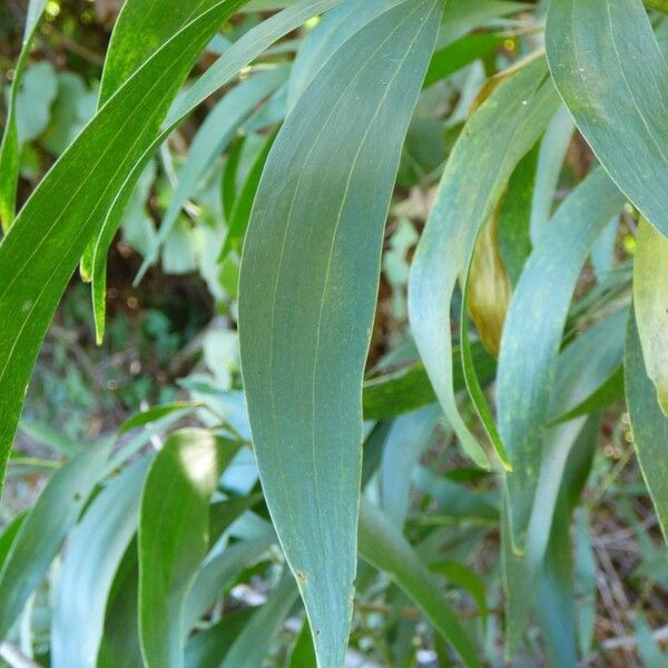 Acacia auriculiformis Leaf