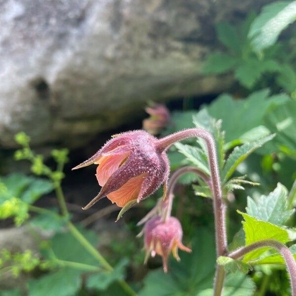 Geum rivale Cvet