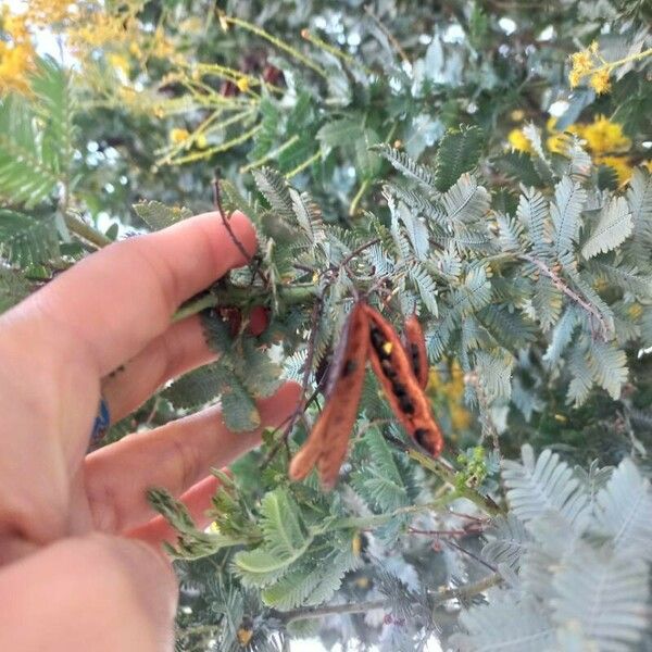 Acacia baileyana Fruto