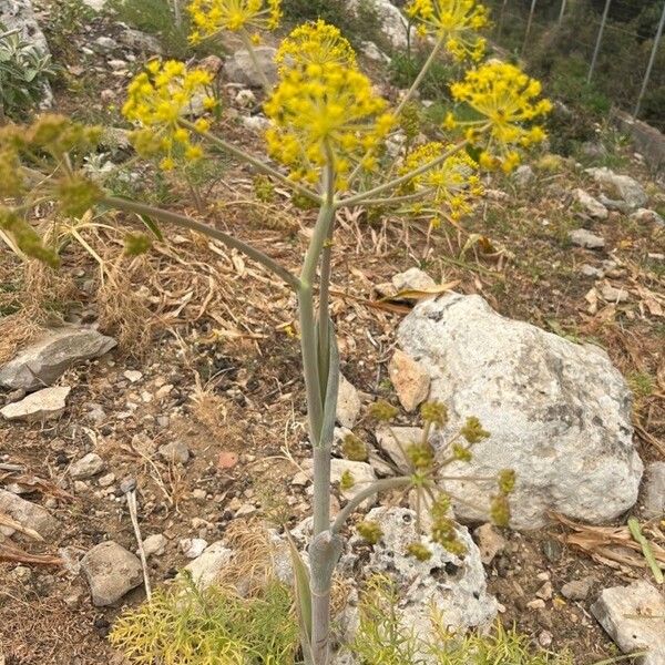 Thapsia garganica Floare