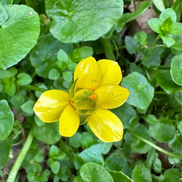 Ranunculus bullatus Blomst