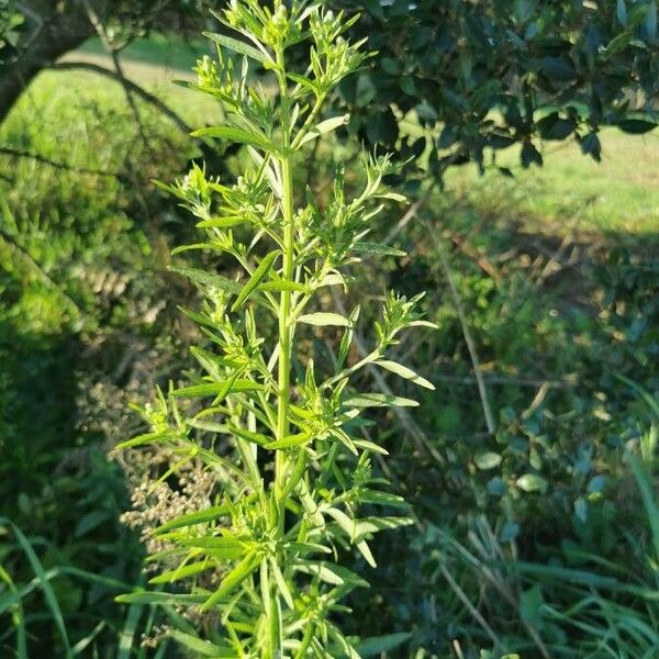 Artemisia dracunculus Habitat