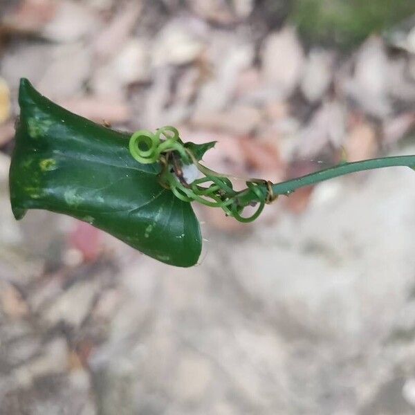 Smilax bona-nox Other