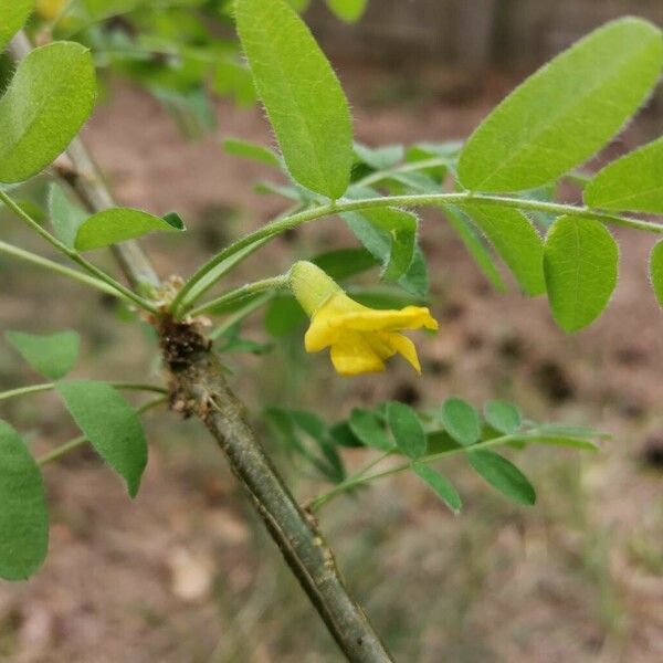 Caragana arborescens പുഷ്പം