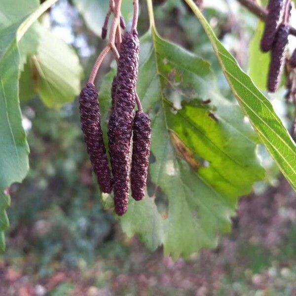 Alnus glutinosa Annet