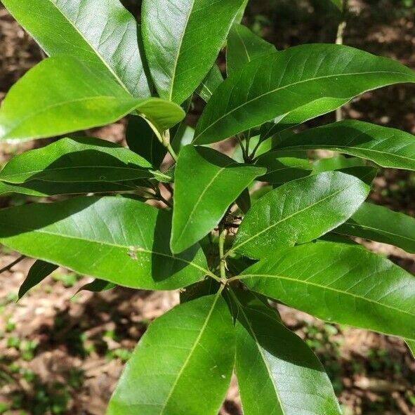 Quercus imbricaria Leaf