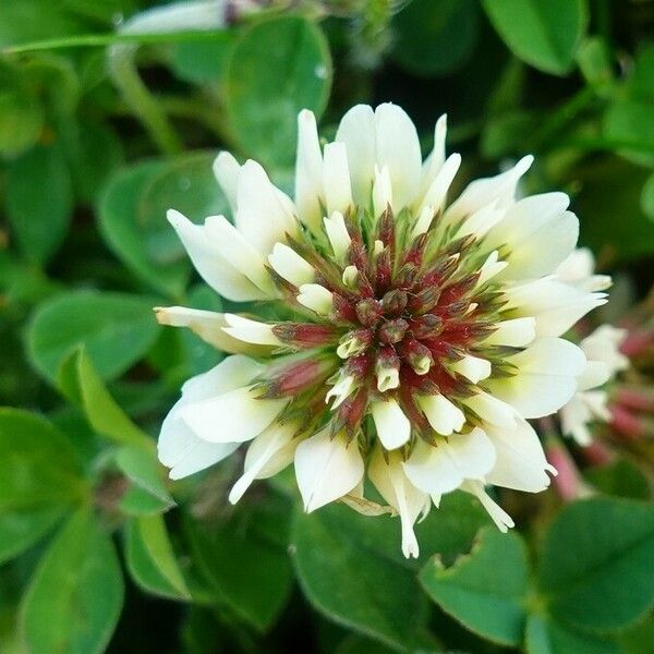 Trifolium repens Flor