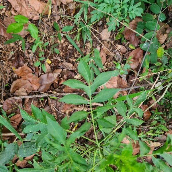 Solanum seaforthianum Leaf