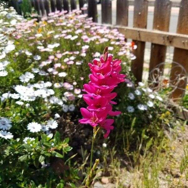 Ixia maculata Flower