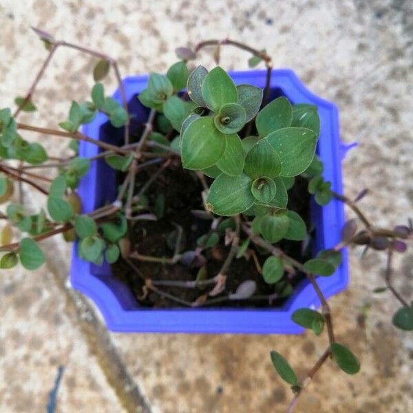 Callisia repens Blatt