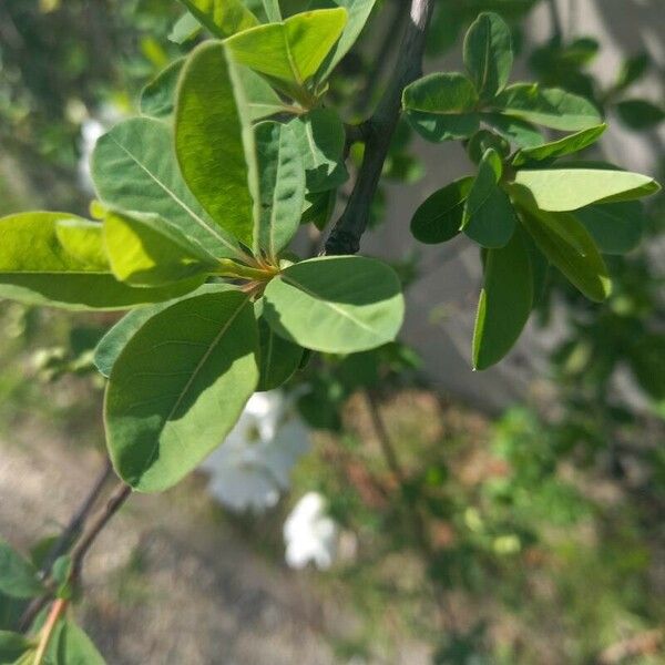 Exochorda racemosa Fulla