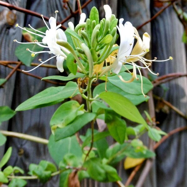 Lonicera caprifolium Habit