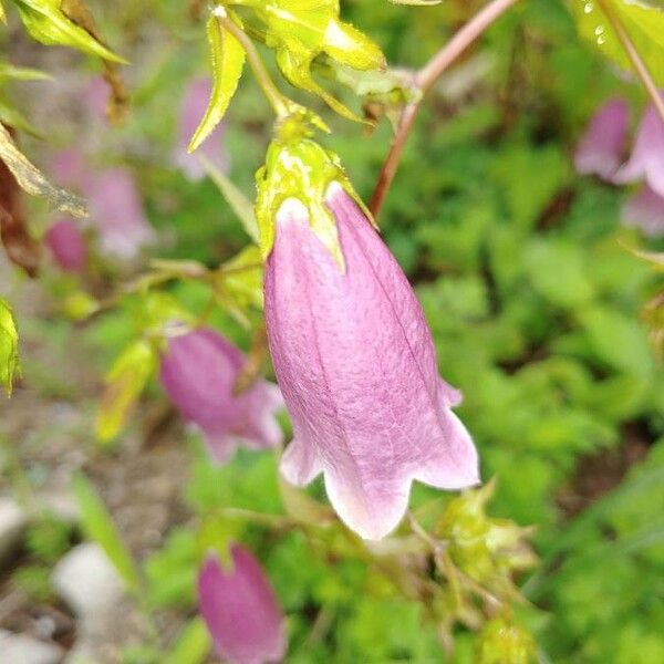 Campanula punctata Blomst