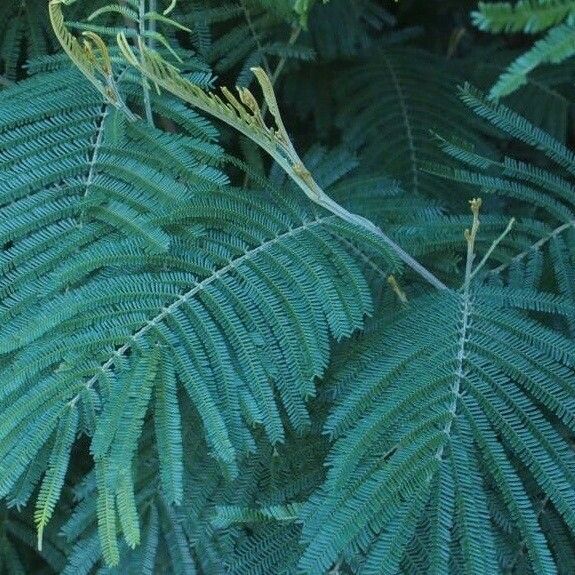 Acacia mearnsii ഇല