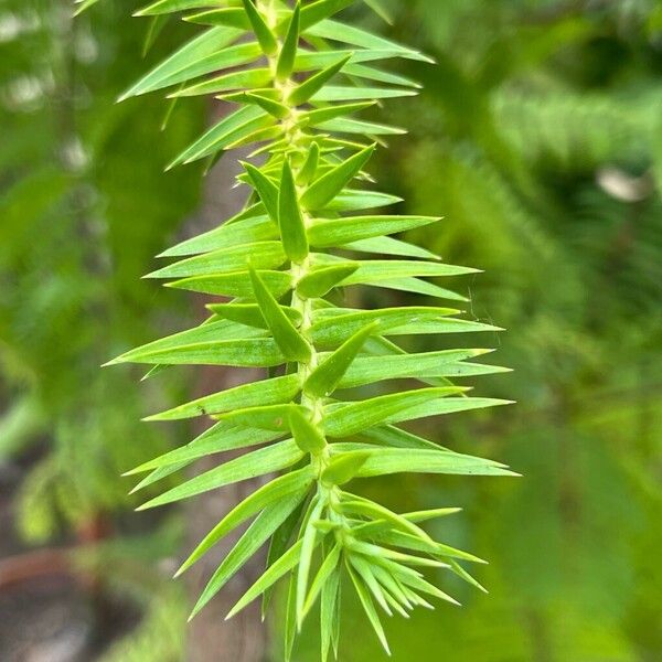 Araucaria angustifolia 葉