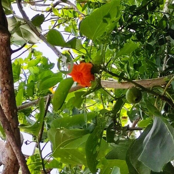 Cordia subcordata 花