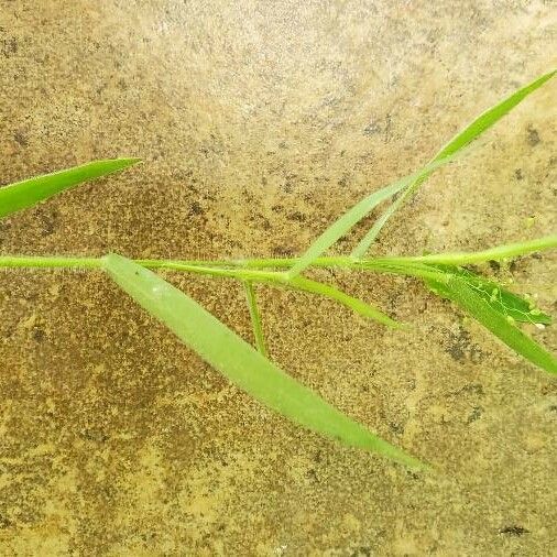Dichanthelium oligosanthes Leaf