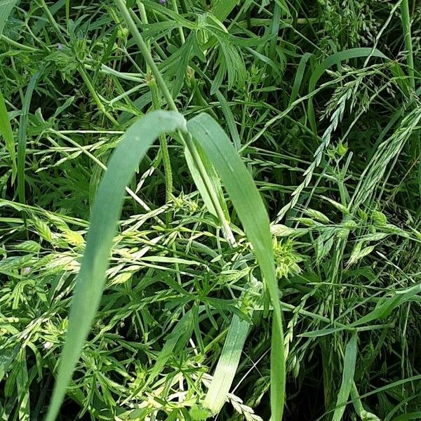 Bromus hordeaceus برگ