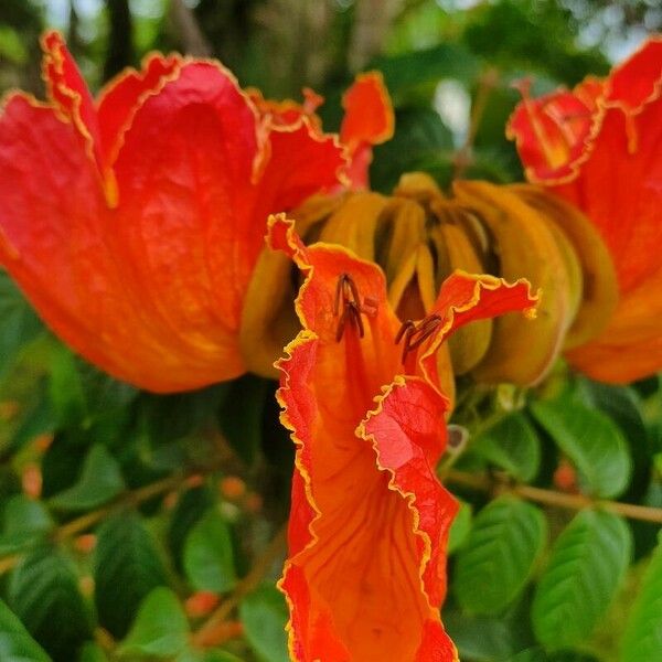 Spathodea campanulata Flower