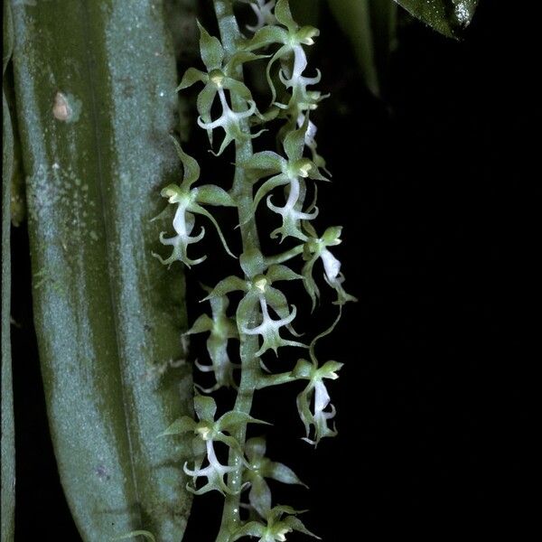 Cryptarrhena guatemalensis Λουλούδι