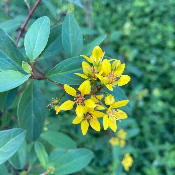 Galphimia glauca Blüte