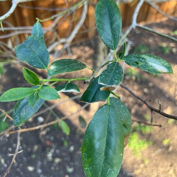 Ilex cassine Ліст