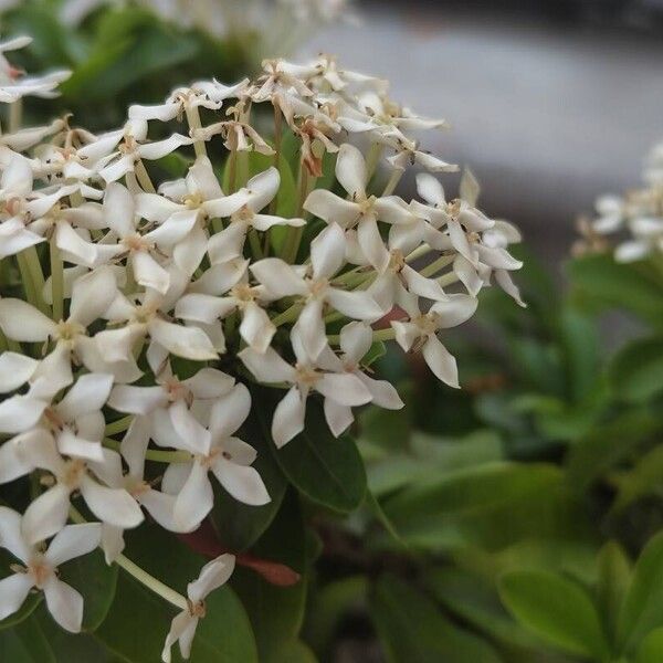 Ixora finlaysoniana Blomst