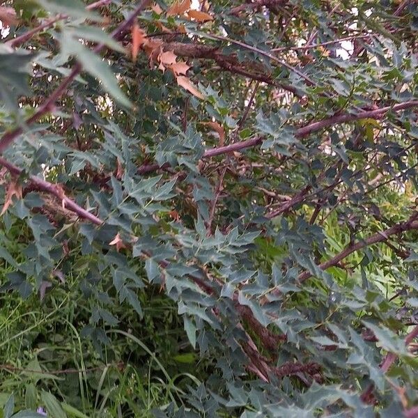 Berberis haematocarpa Fuelha