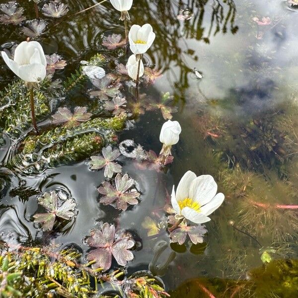 Ranunculus ololeucos Květ