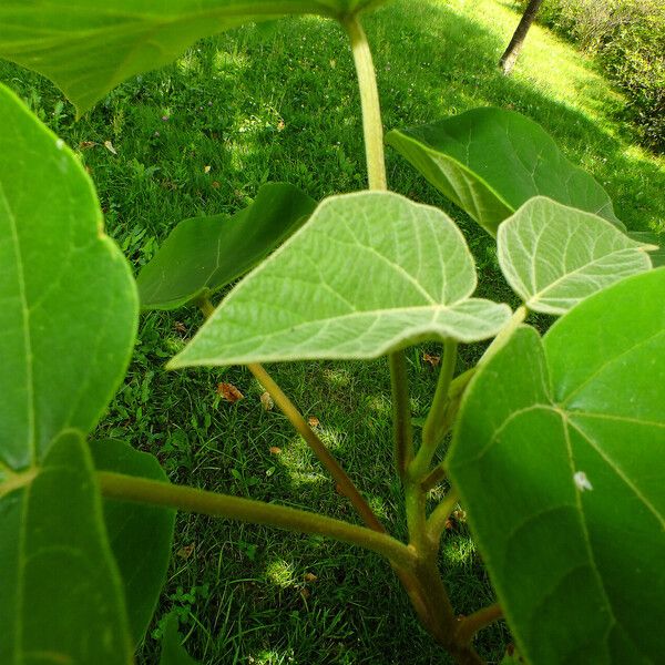 Paulownia tomentosa Frunză