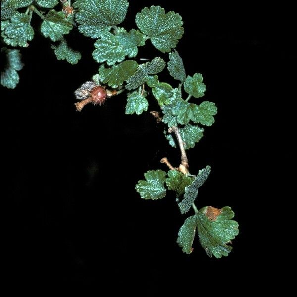 Ribes cereum Фрукт