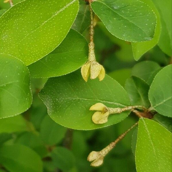 Elaeagnus multiflora Blodyn