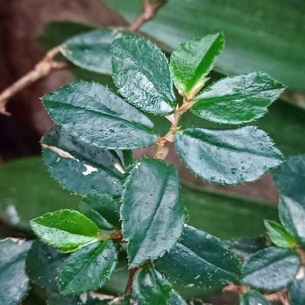 Begonia fuchsioides Leaf