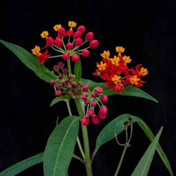 Asclepias curassavica Cvet