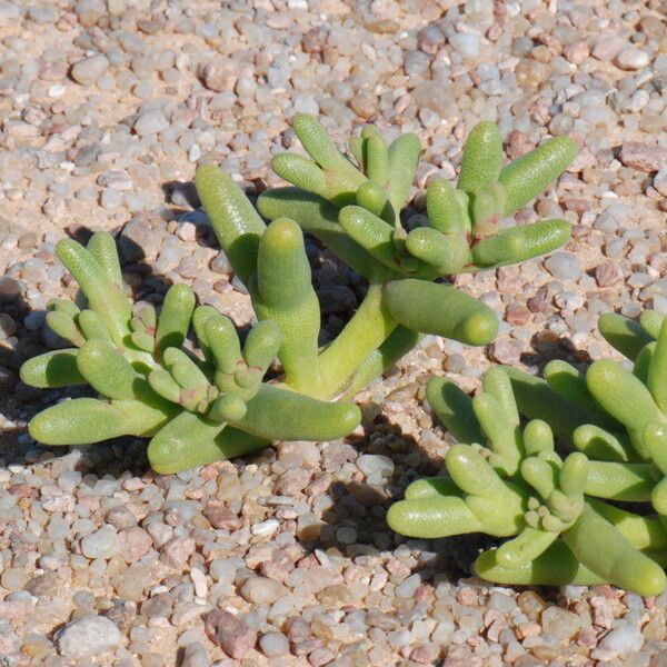 Mesembryanthemum cryptanthum